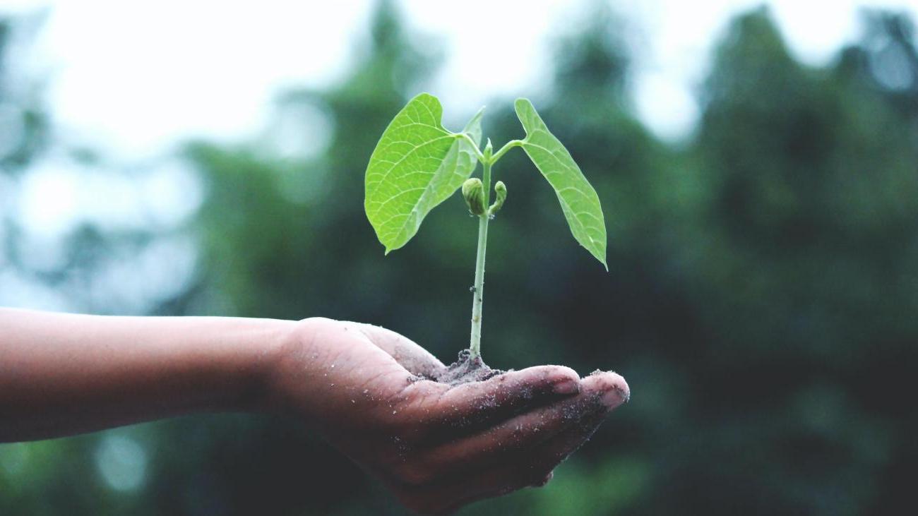 手捧一株植物幼苗